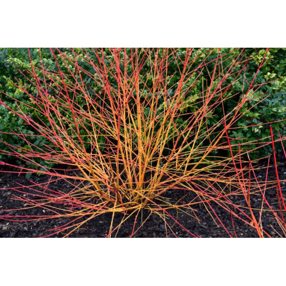 CORNUS sanguinea 'Magic Flame'