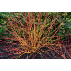 CORNUS sanguinea 'Magic Flame'