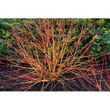 CORNUS sanguinea \'Magic Flame\'