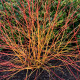 CORNUS sanguinea 'Magic Flame'