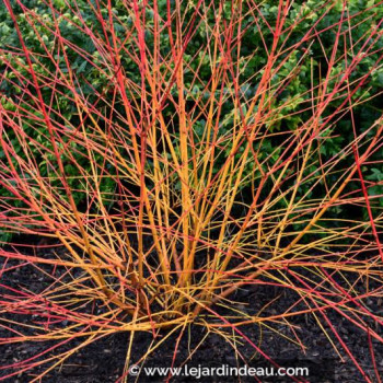 CORNUS sanguinea &#039;Magic Flame&#039;