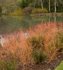 CORNUS sanguinea 'Midwinter Fire'