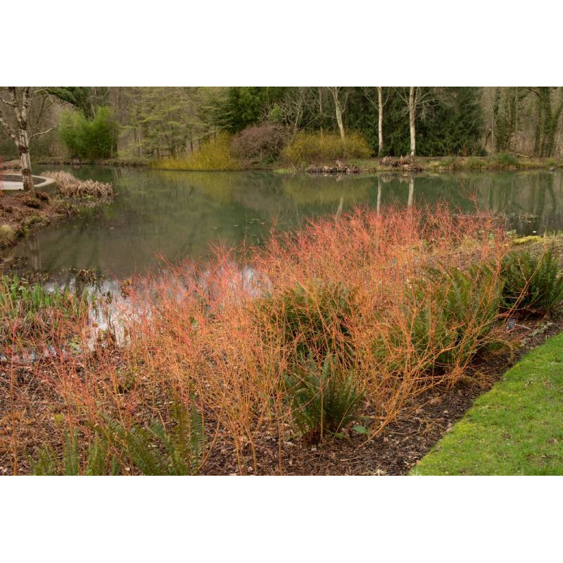 CORNUS sanguinea 'Midwinter Fire'