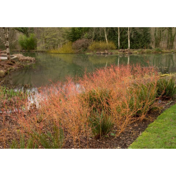 CORNUS sanguinea 'Midwinter Fire'