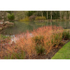 CORNUS sanguinea 'Midwinter Fire'