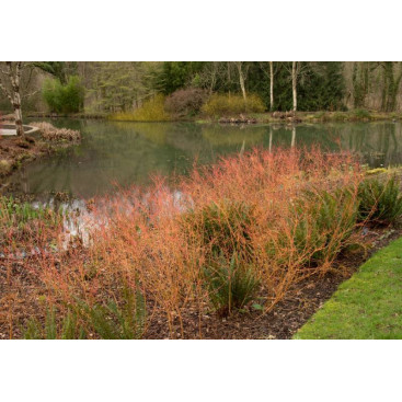 CORNUS sanguinea \'Midwinter Fire\'