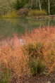 CORNUS sanguinea 'Midwinter Fire'