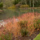 CORNUS sanguinea 'Midwinter Fire'