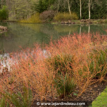 CORNUS sanguinea &#039;Midwinter Fire&#039;