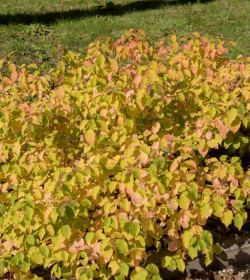 CORNUS sanguinea 'Midwinter Fire'