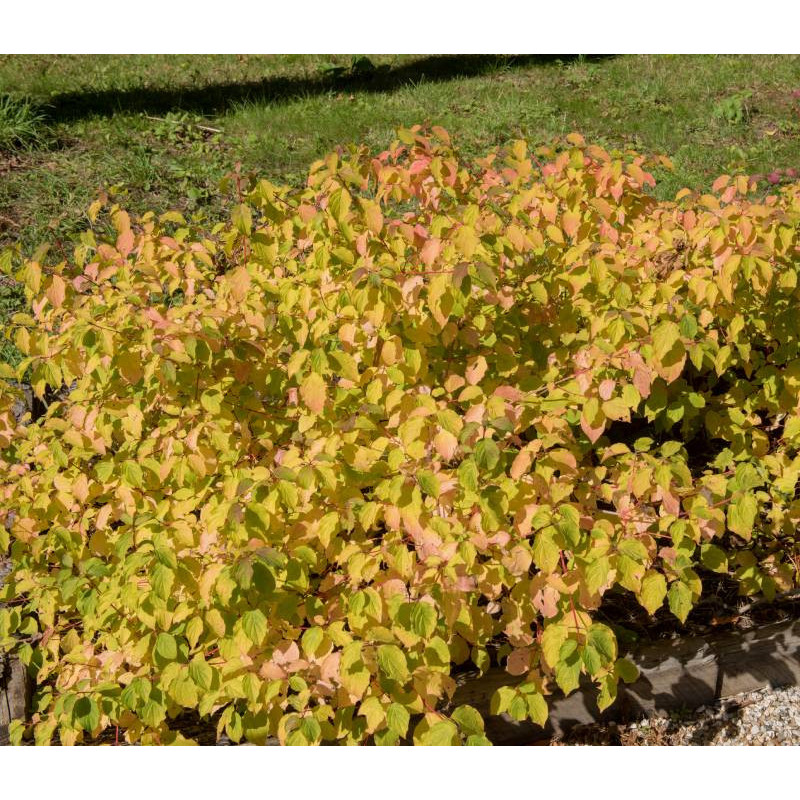 CORNUS sanguinea 'Midwinter Fire'