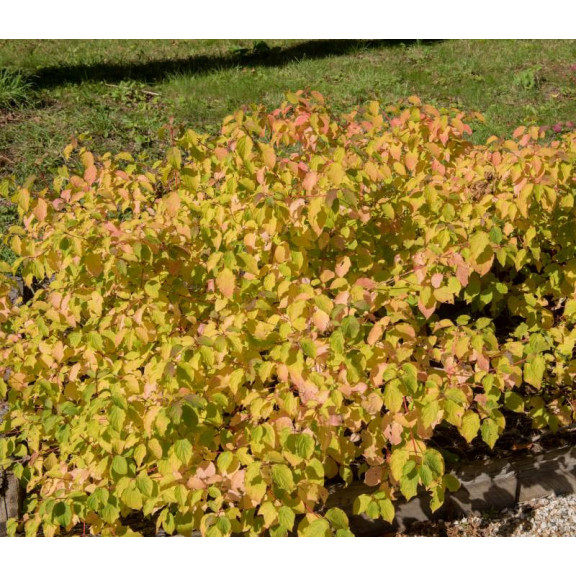 CORNUS sanguinea 'Midwinter Fire'