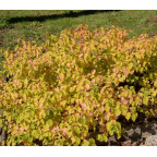 CORNUS sanguinea 'Midwinter Fire'