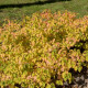 CORNUS sanguinea 'Midwinter Fire'