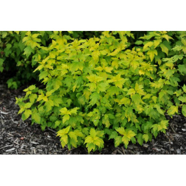 PHYSOCARPUS opulifolius \'Angel Gold\'