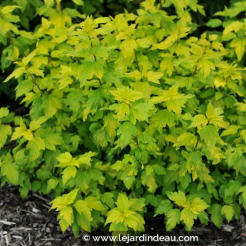 PHYSOCARPUS opulifolius &#039;Angel Gold&#039;