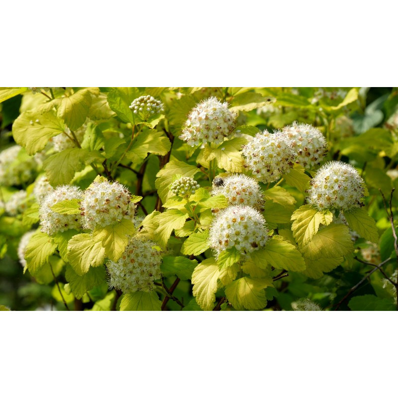 PHYSOCARPUS opulifolius 'Angel Gold'
