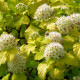 PHYSOCARPUS opulifolius 'Angel Gold'
