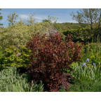 PHYSOCARPUS opulifolius 'Diable d'Or'&reg;