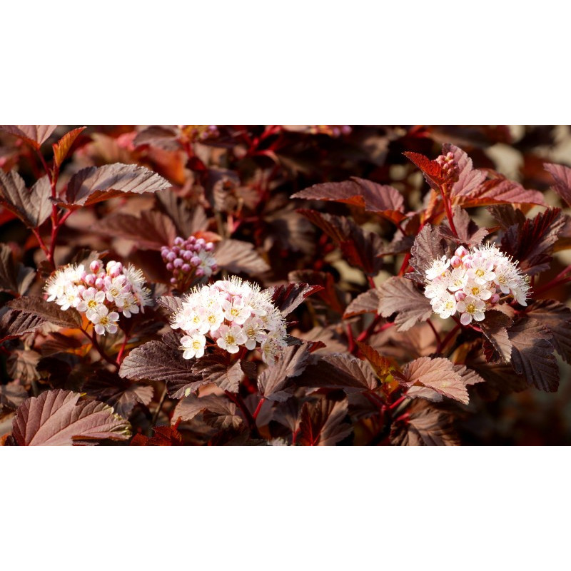 PHYSOCARPUS opulifolius 'Diable d'Or'&reg;