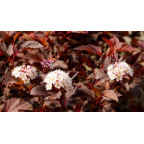 PHYSOCARPUS opulifolius 'Diable d'Or'&reg;