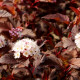 PHYSOCARPUS opulifolius 'Diable d'Or'®