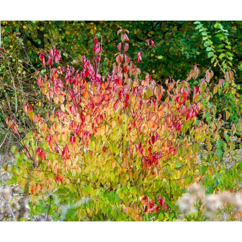CORNUS sanguinea