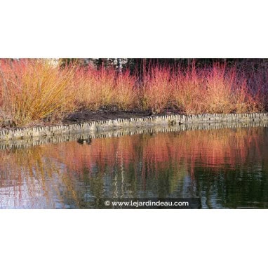 CORNUS sanguinea