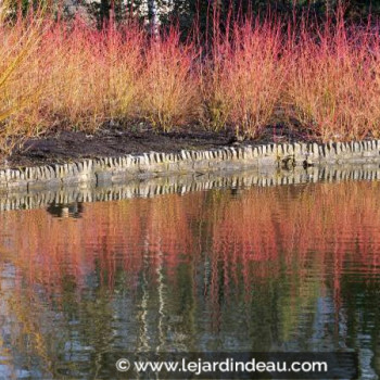 CORNUS sanguinea