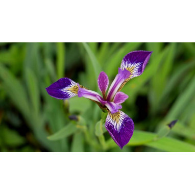 IRIS versicolor \'Kermesina\'