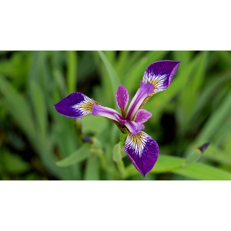 IRIS versicolor 'Kermesina'