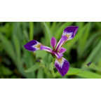 IRIS versicolor 'Kermesina'