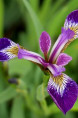 IRIS versicolor 'Kermesina'