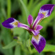 IRIS versicolor 'Kermesina'