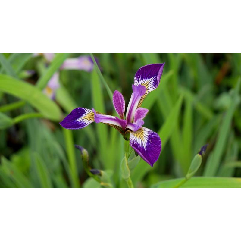 IRIS versicolor 'Kermesina'