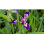 IRIS versicolor 'Kermesina'