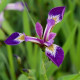 IRIS versicolor 'Kermesina'