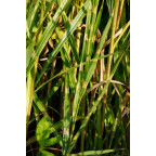 MISCANTHUS sinensis 'Zebrinus'