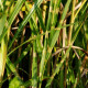 MISCANTHUS sinensis 'Zebrinus'