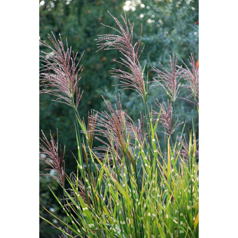 MISCANTHUS sinensis 'Zebrinus'