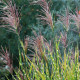 MISCANTHUS sinensis 'Zebrinus'