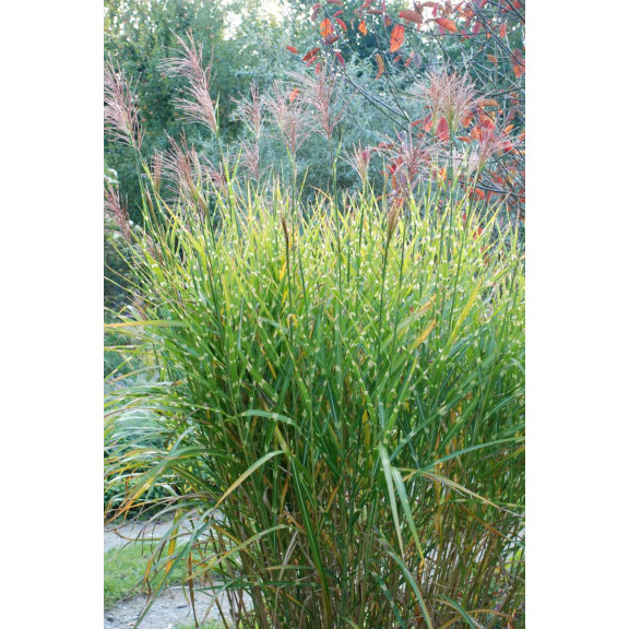MISCANTHUS sinensis 'Zebrinus'