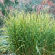 MISCANTHUS sinensis 'Zebrinus'