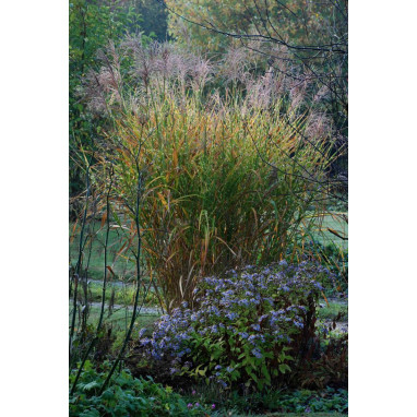 MISCANTHUS sinensis \'Zebrinus\'