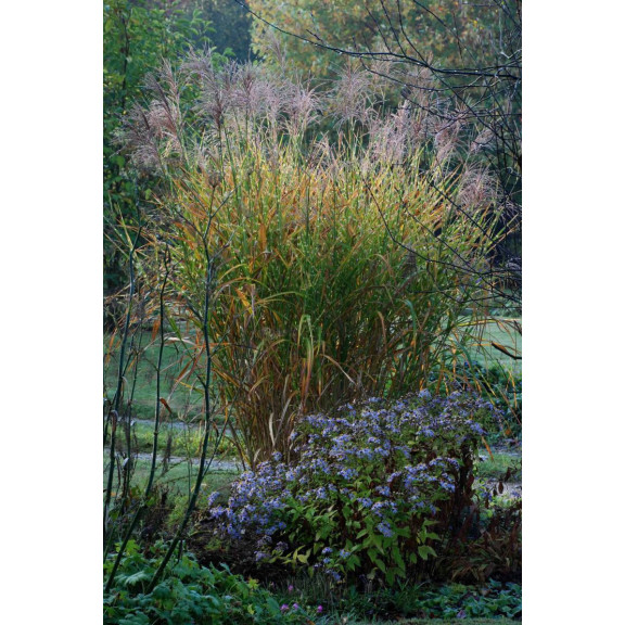 MISCANTHUS sinensis 'Zebrinus'