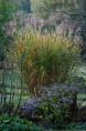 MISCANTHUS sinensis 'Zebrinus'