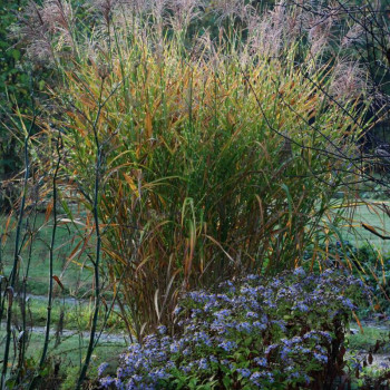 MISCANTHUS sinensis &#039;Zebrinus&#039;