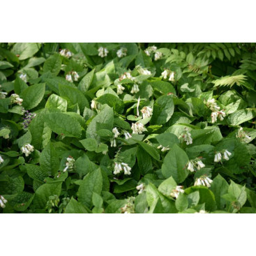 SYMPHYTUM grandiflorum