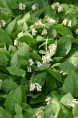SYMPHYTUM grandiflorum