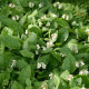SYMPHYTUM grandiflorum
